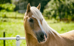 equitation1.jpg